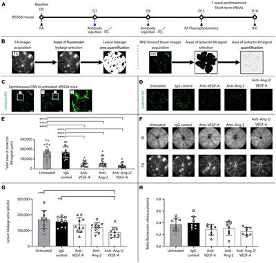 Delineating effects of angiopoietin-2 inhibition on vascular permeability and inflammation in models of retinal neovascularization and ischemia/reperfusion